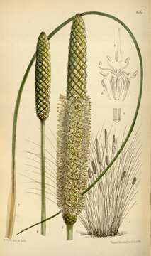 Image of Grass Tree