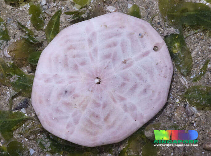 Image of Pink sand dollar