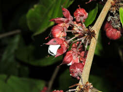 Image of Casearia commersoniana Cambess.