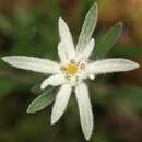 Image of Leontopodium fauriei var. angustifolium Hara ex Kitam.