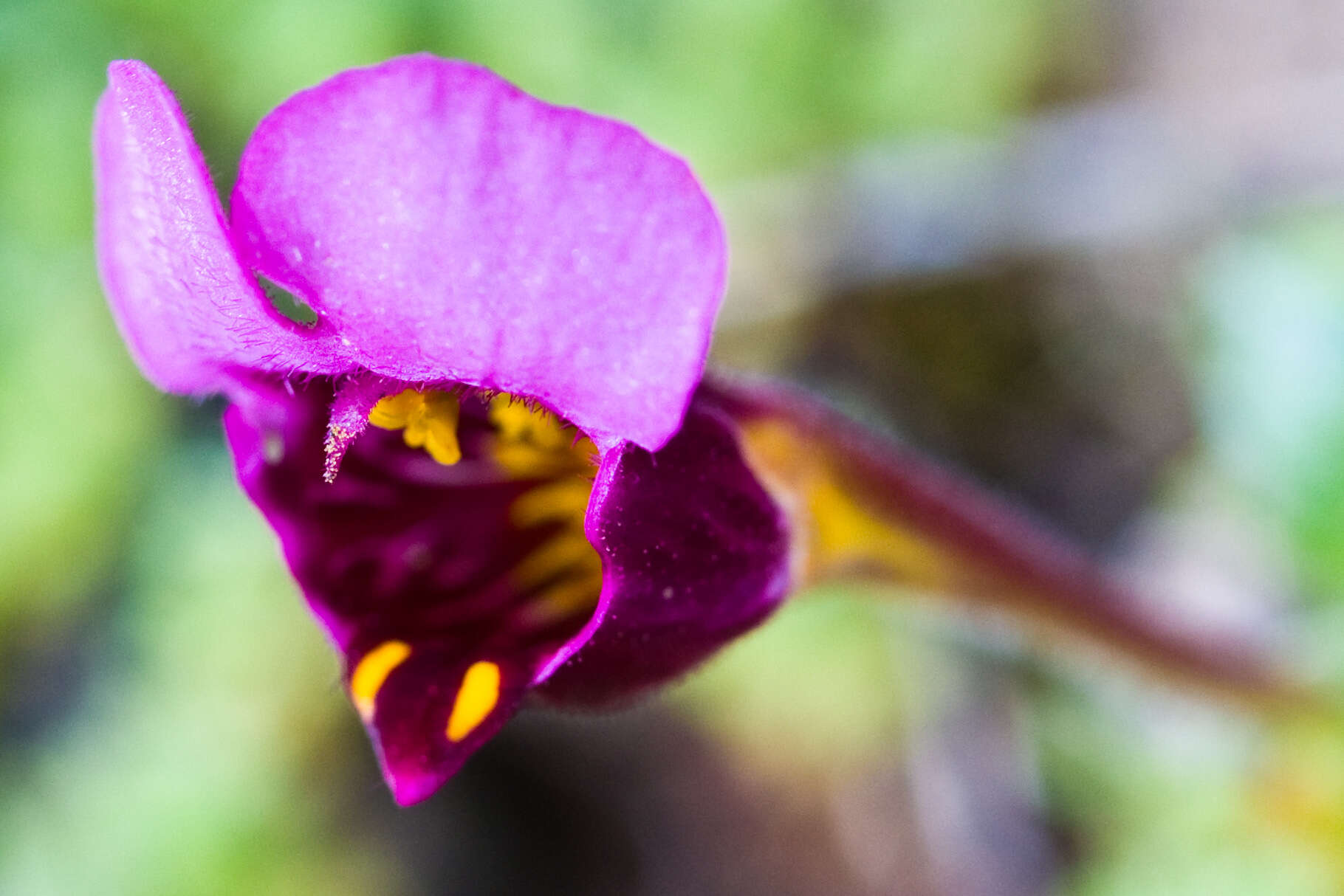 Image of bush monkeyflower