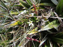 Image of Stackhousia pulvinaris F. Müll.