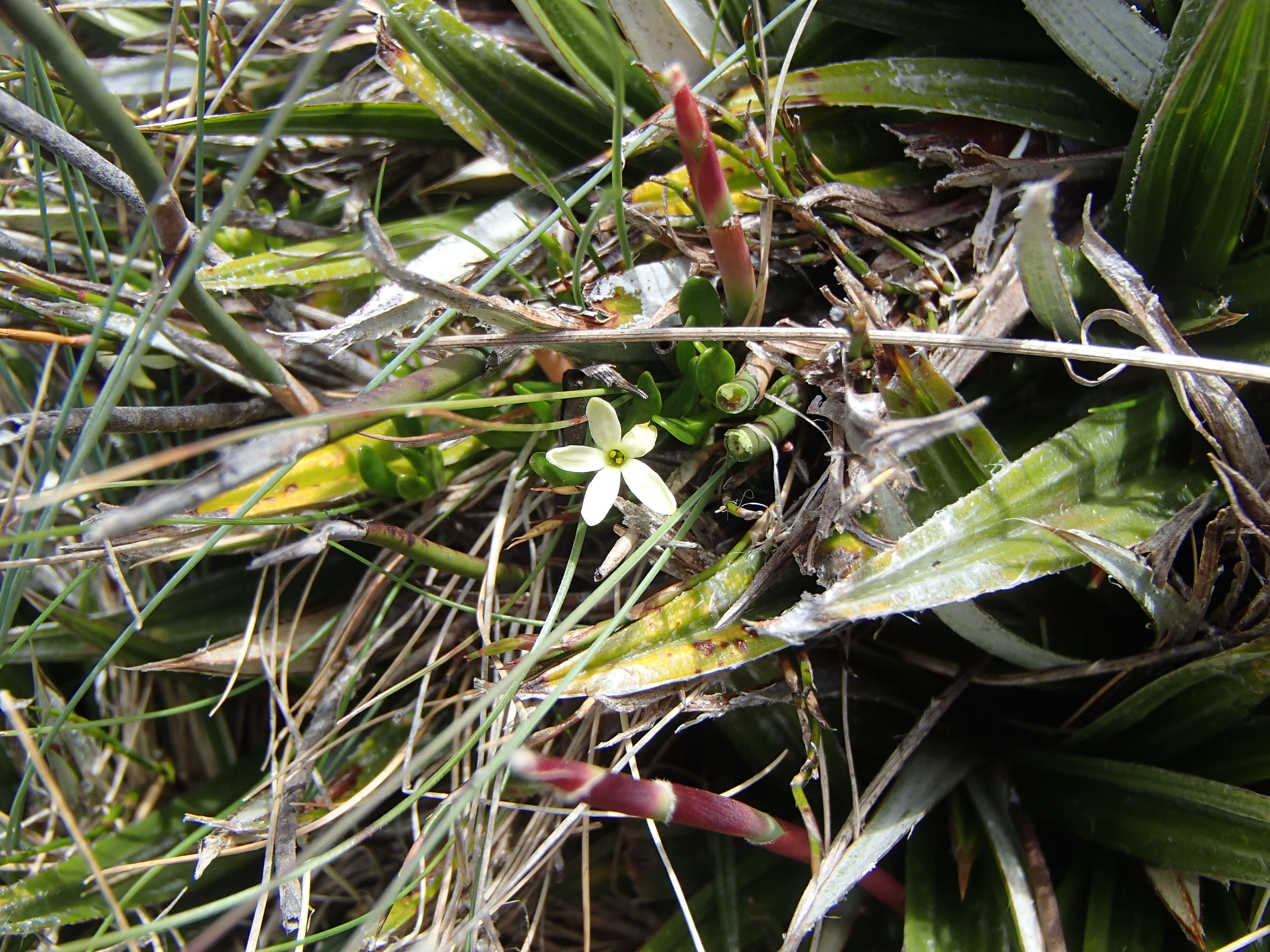 Image of Stackhousia pulvinaris F. Müll.