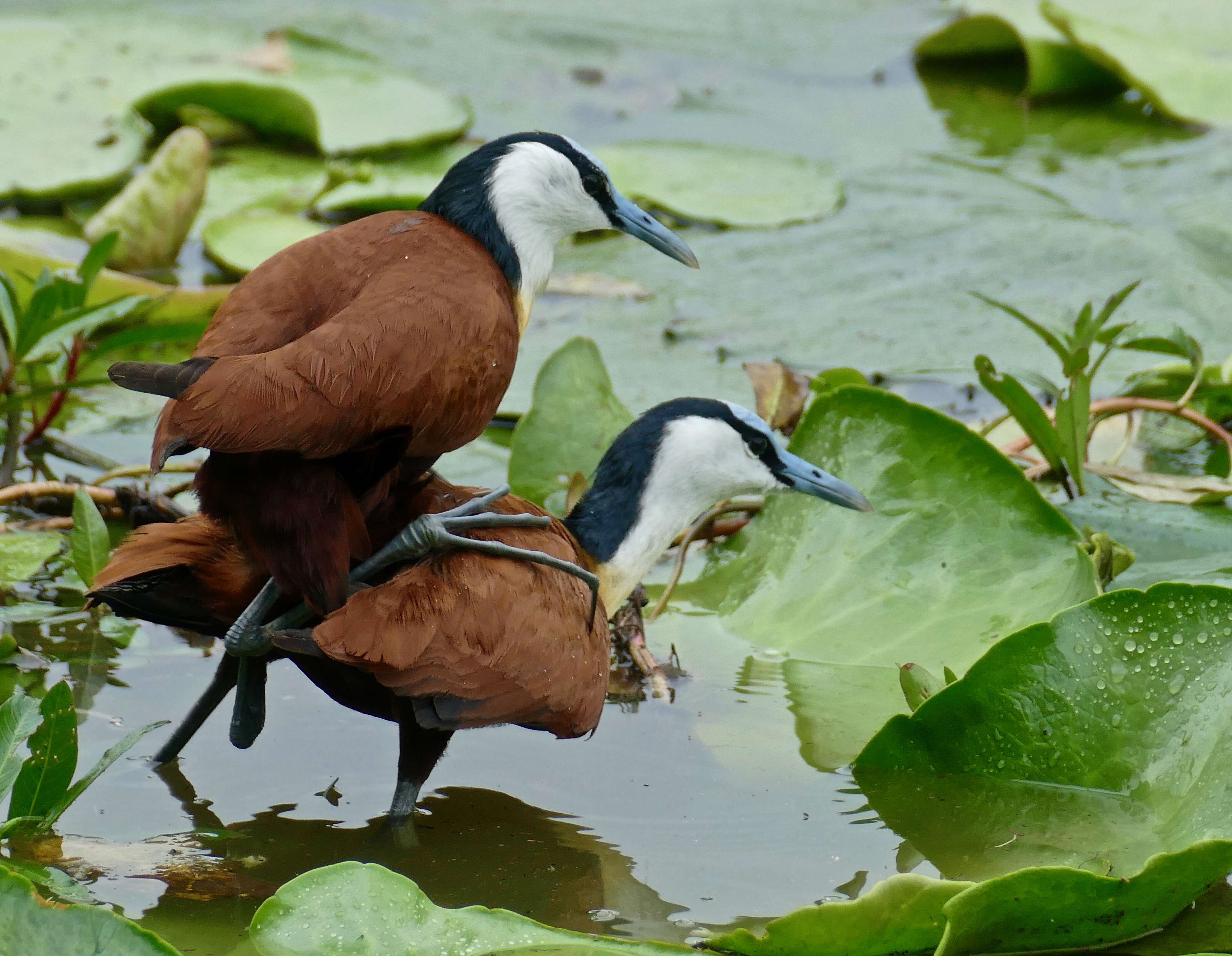 Imagem de Actophilornis Oberholser 1925