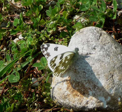 Image of Eastern Bath White