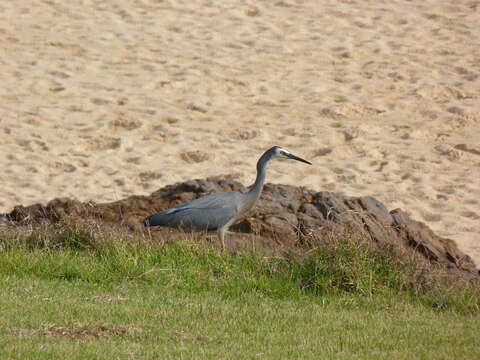 Image of Egretta Forster & T 1817