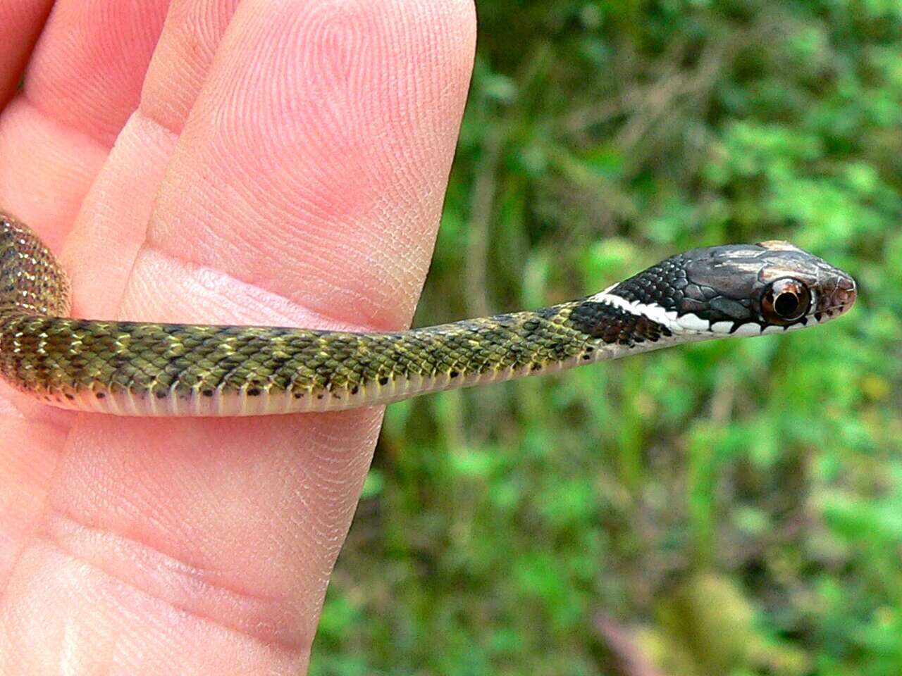 Image of Southern Water Snake