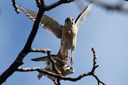 Image of American Kestrel