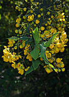 Image de Berberis fremontii Torr.