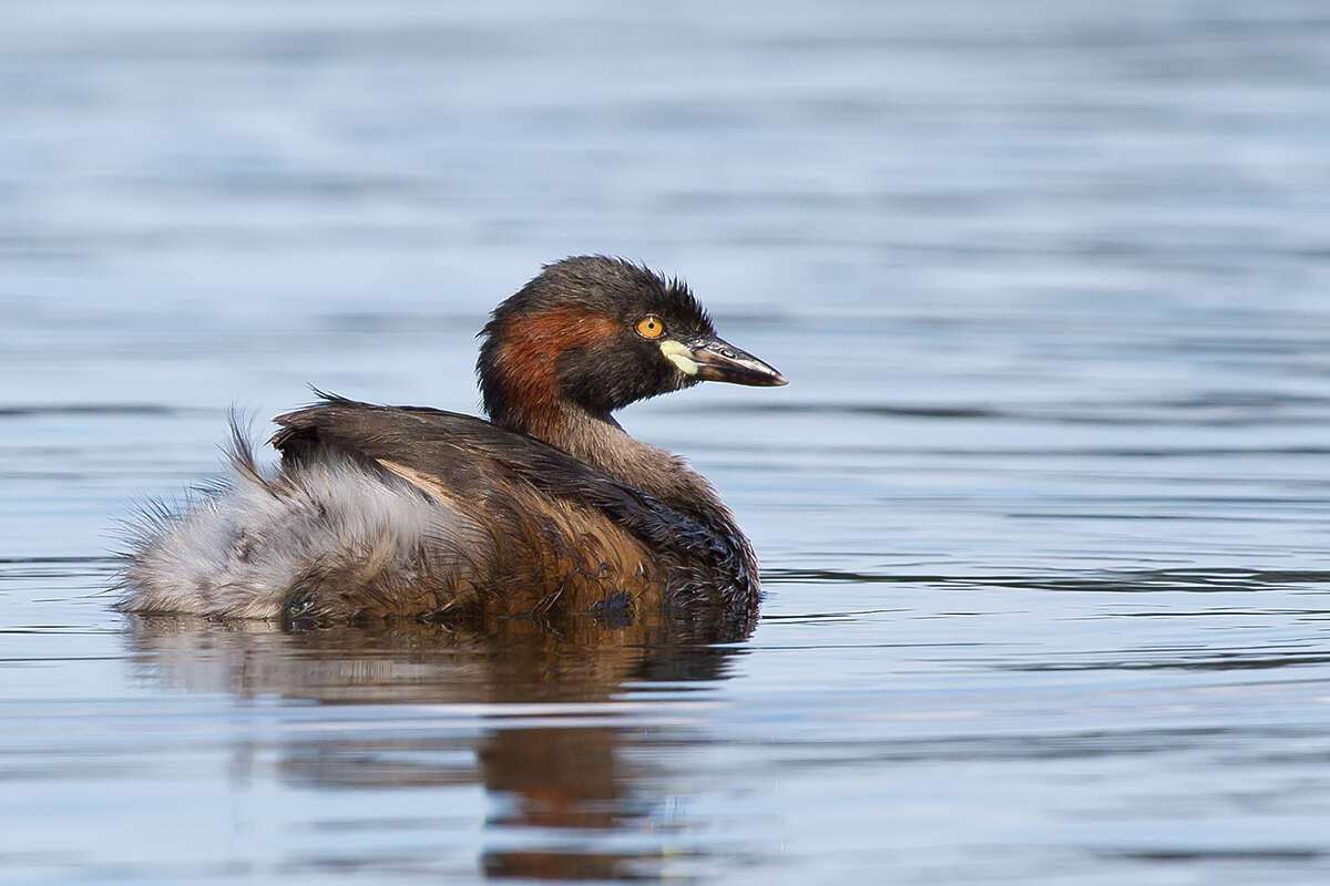 Image of Australasian Grebe