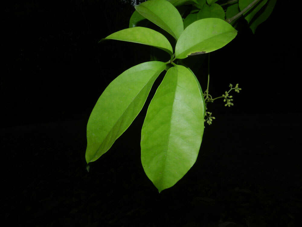 Image de Guapira costaricana