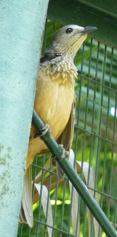 Image of Fawn-breasted Bowerbird