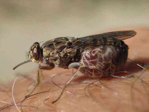 Image of Tsetse fly