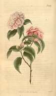 Image of camellia