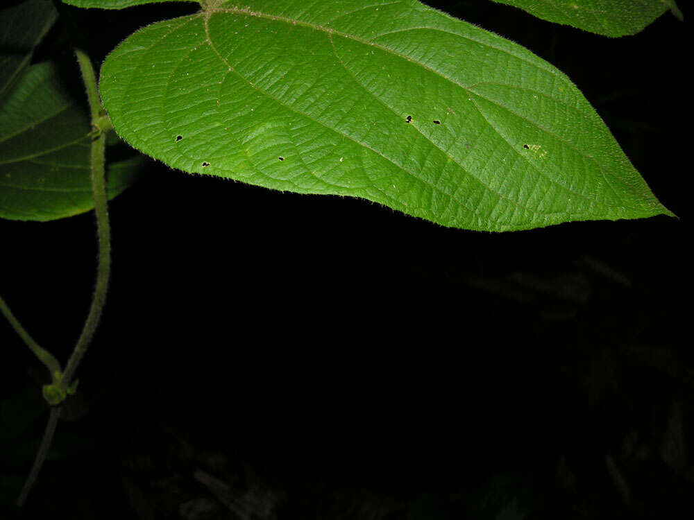 Image of Dalechampia osana Armbr.