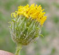 Image of button brittlebush