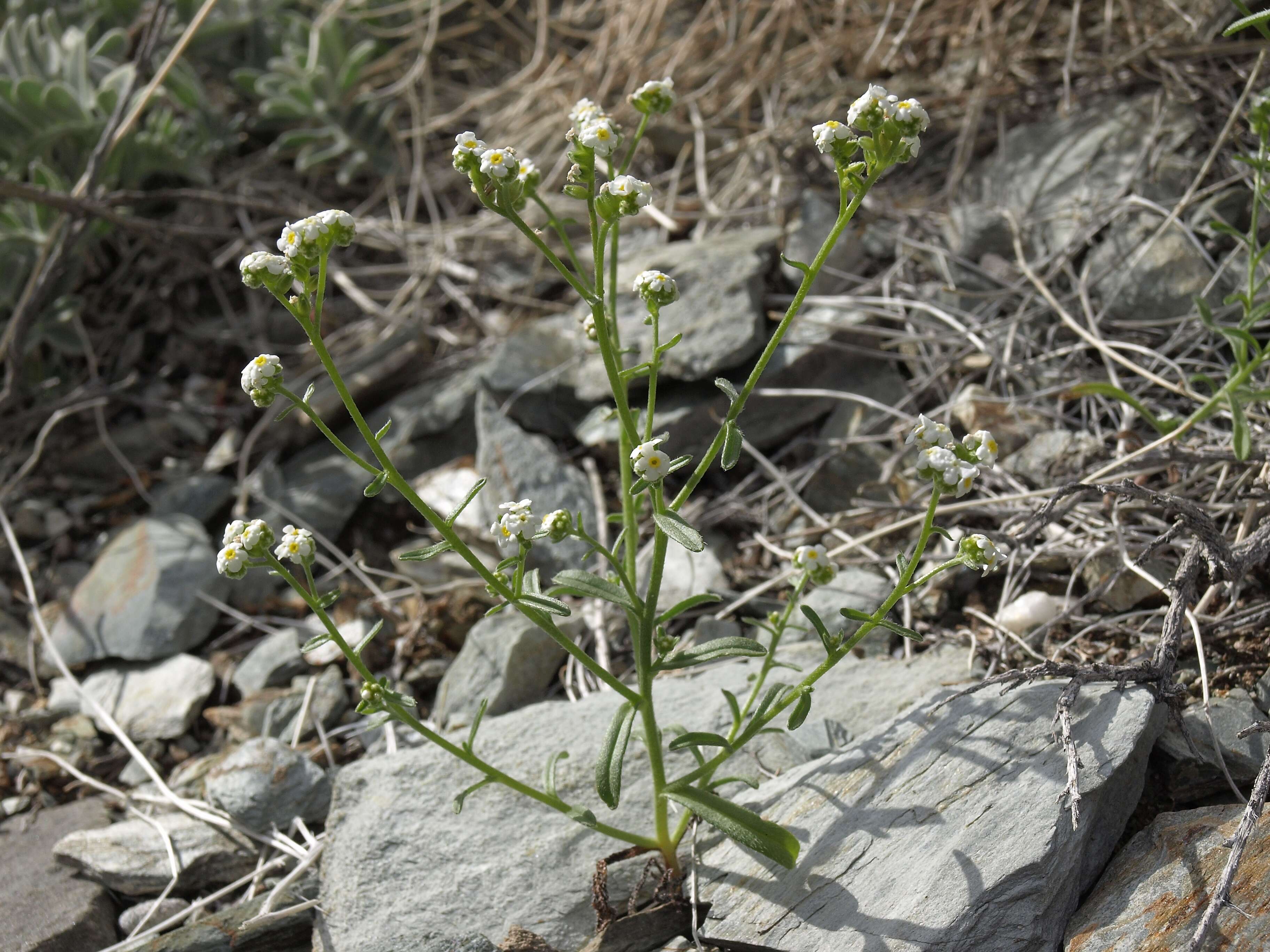 Image of scented cryptantha