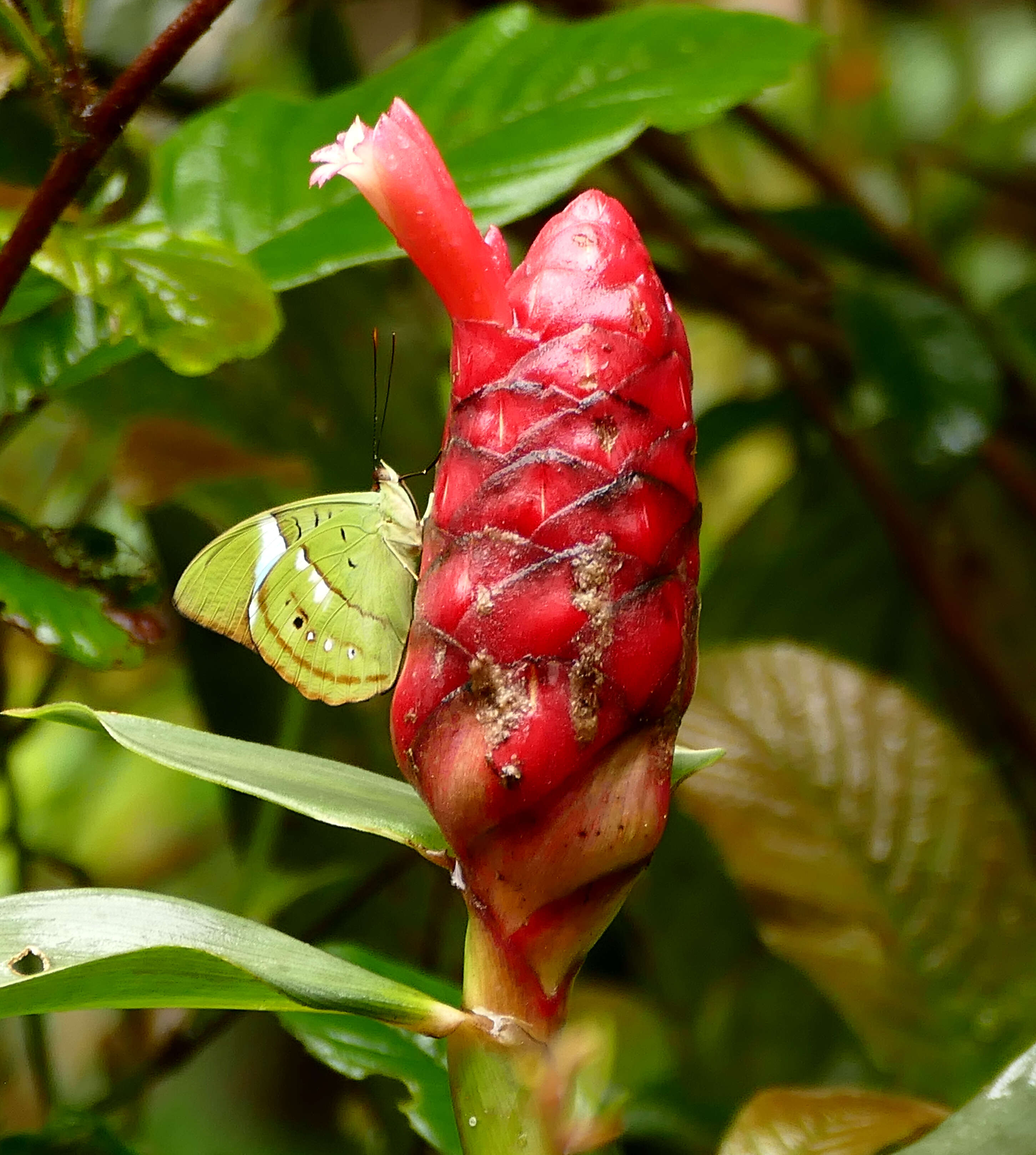 Imagem de Nessaea batesii Felder 1860