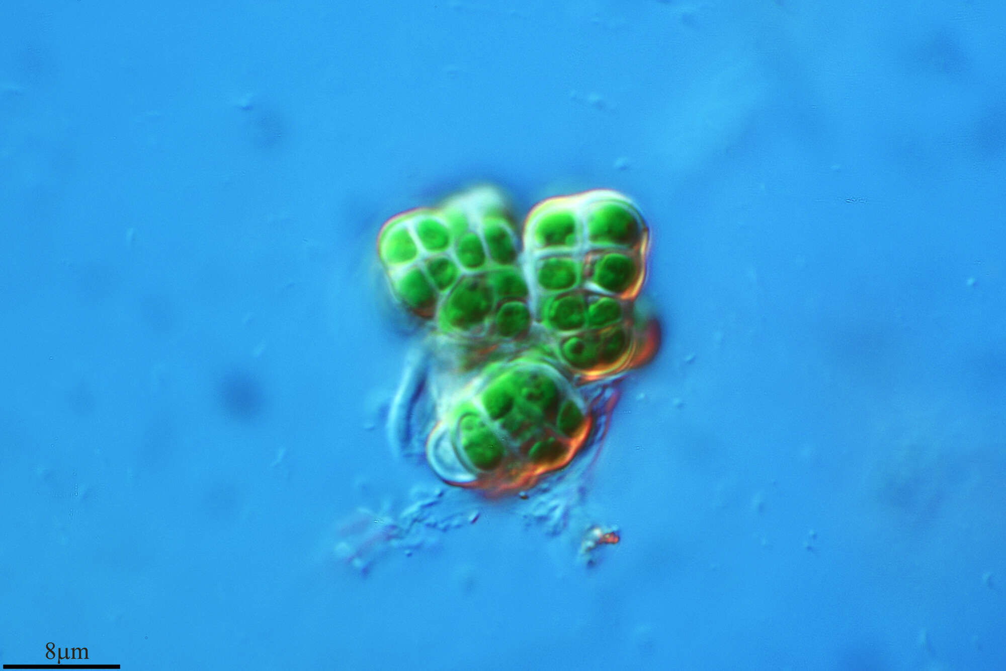 Image of Cyanophycota