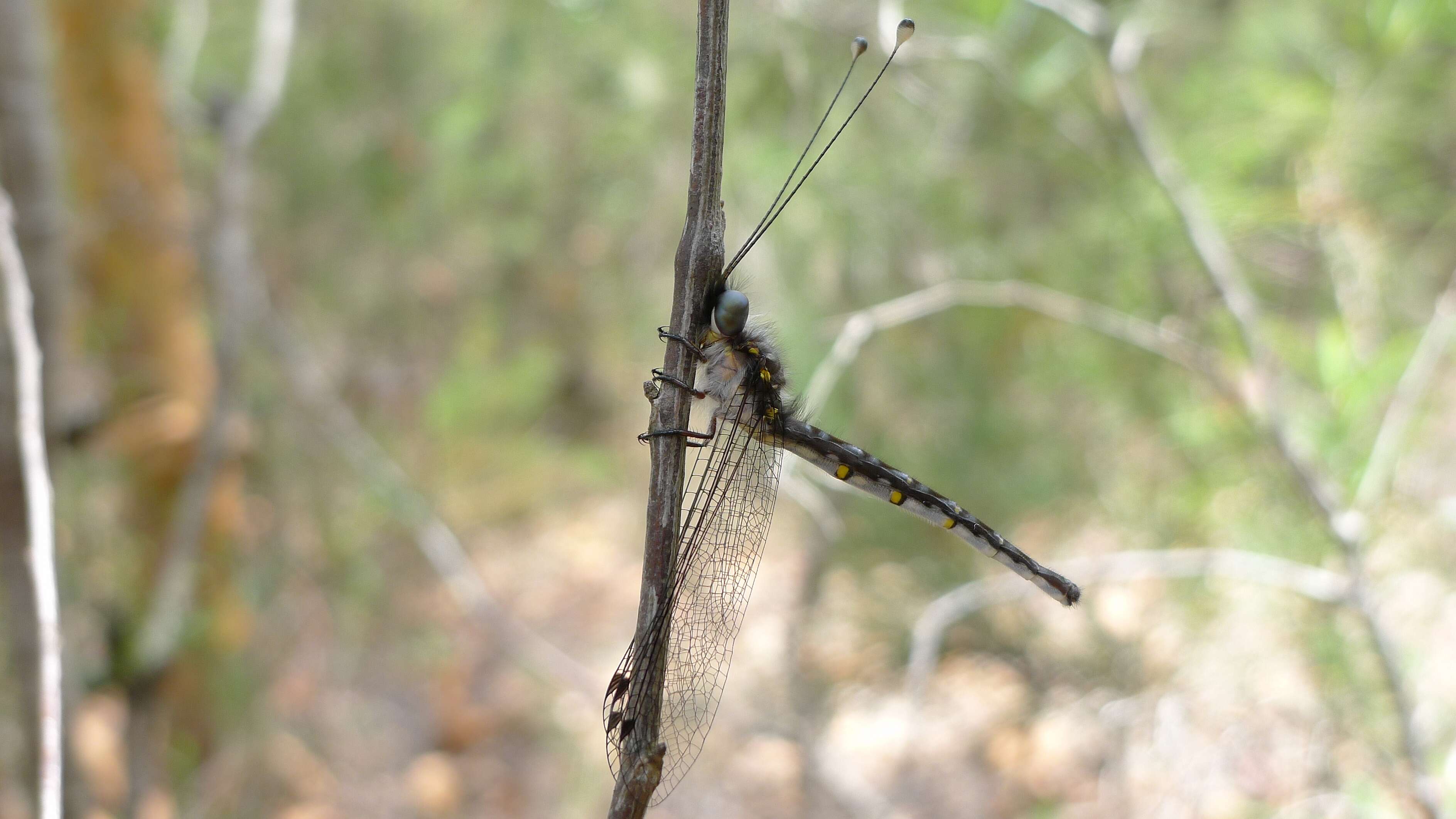 Image of Suhpalacsa lyriformis New 1984