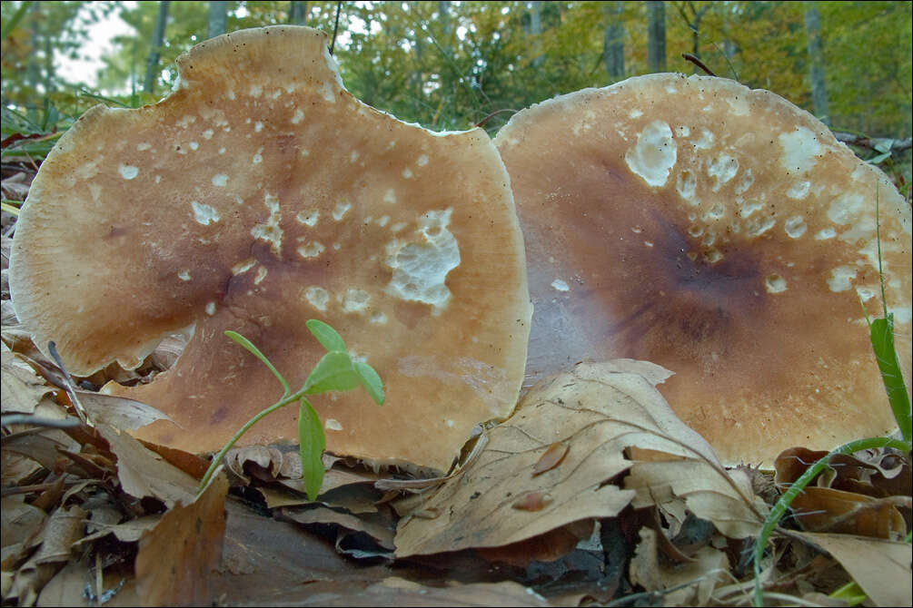 صورة Leucopaxillus gentianeus (Quél.) Kotl. 1966