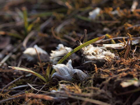 Pulsatilla grandis Wenderoth resmi