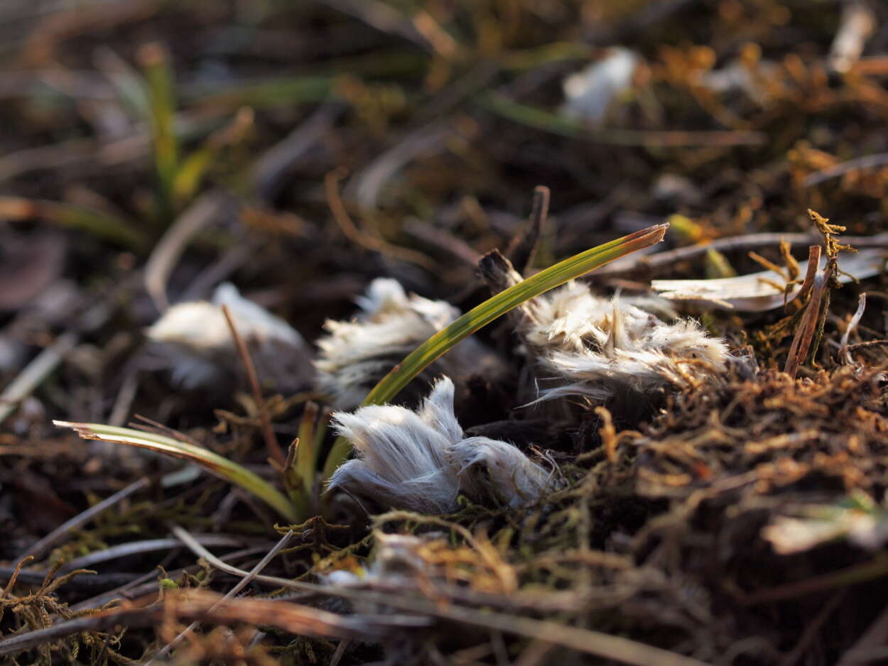 Image of pasqueflower