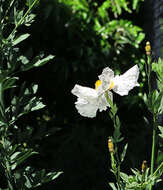 Image of Matilija poppy