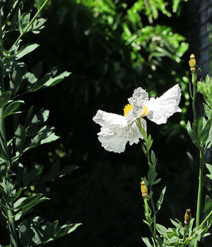 Image of Coulter's Matilija poppy