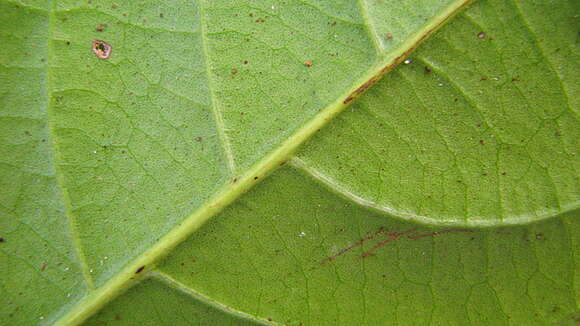 Image of Siparuna guianensis Aubl.