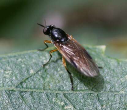 Image of Beris vallata (Forster 1771)