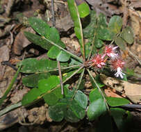 Image de Biophytum somnians (C. Martius & Zuccarini ex Zuccarini) Knuth