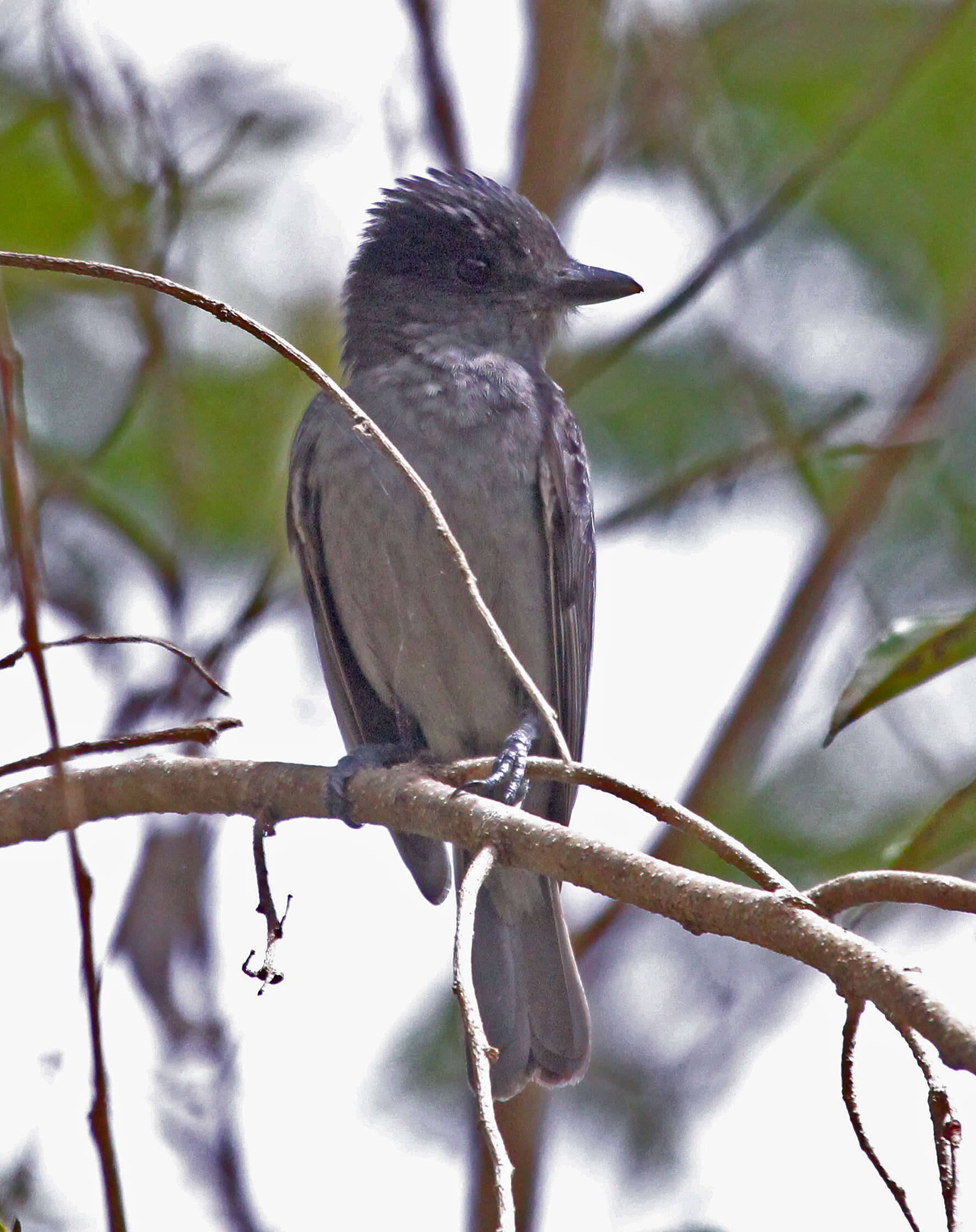 Pachyramphus aglaiae (Lafresnaye 1839) resmi