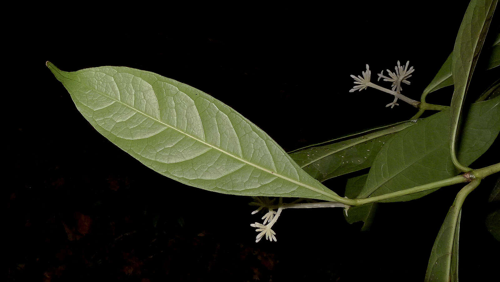 Image of Coussarea albescens (DC.) Müll. Arg.