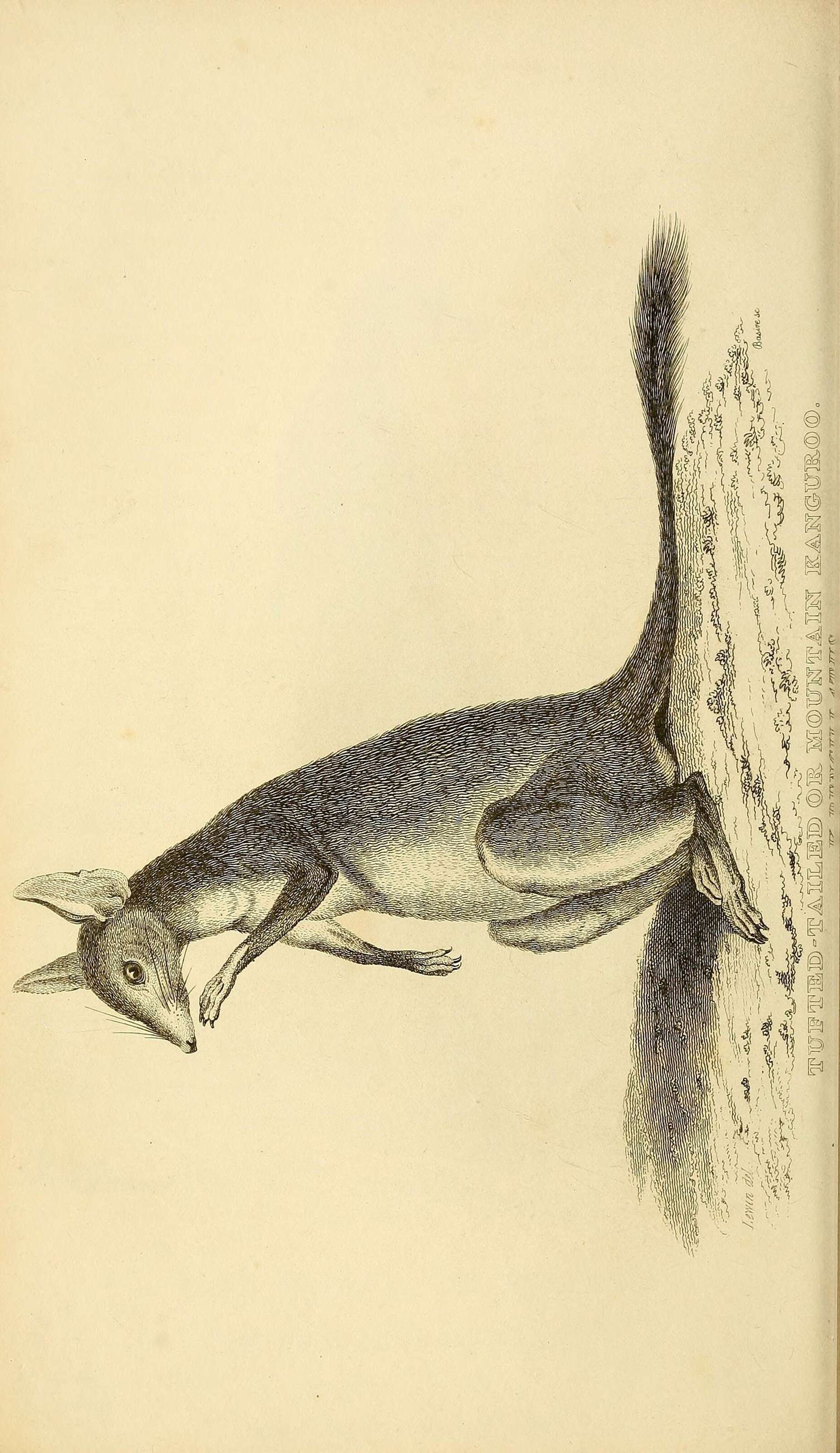 Image of Rock-wallaby