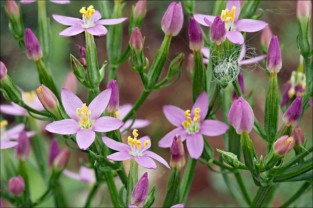 Image of Centaury