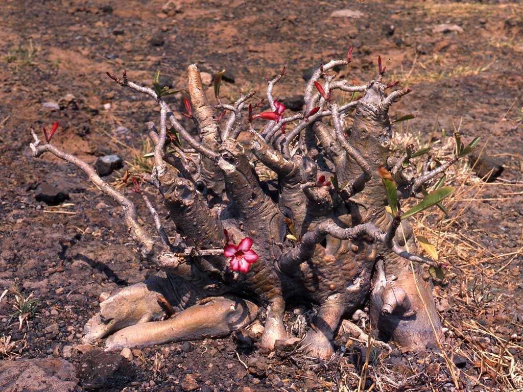 Image de Adenium obesum (Forsk.) Roem. & Schult.