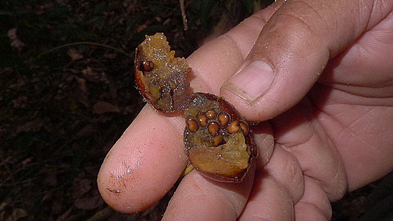 Слика од Solanum rupincola Sendtn.