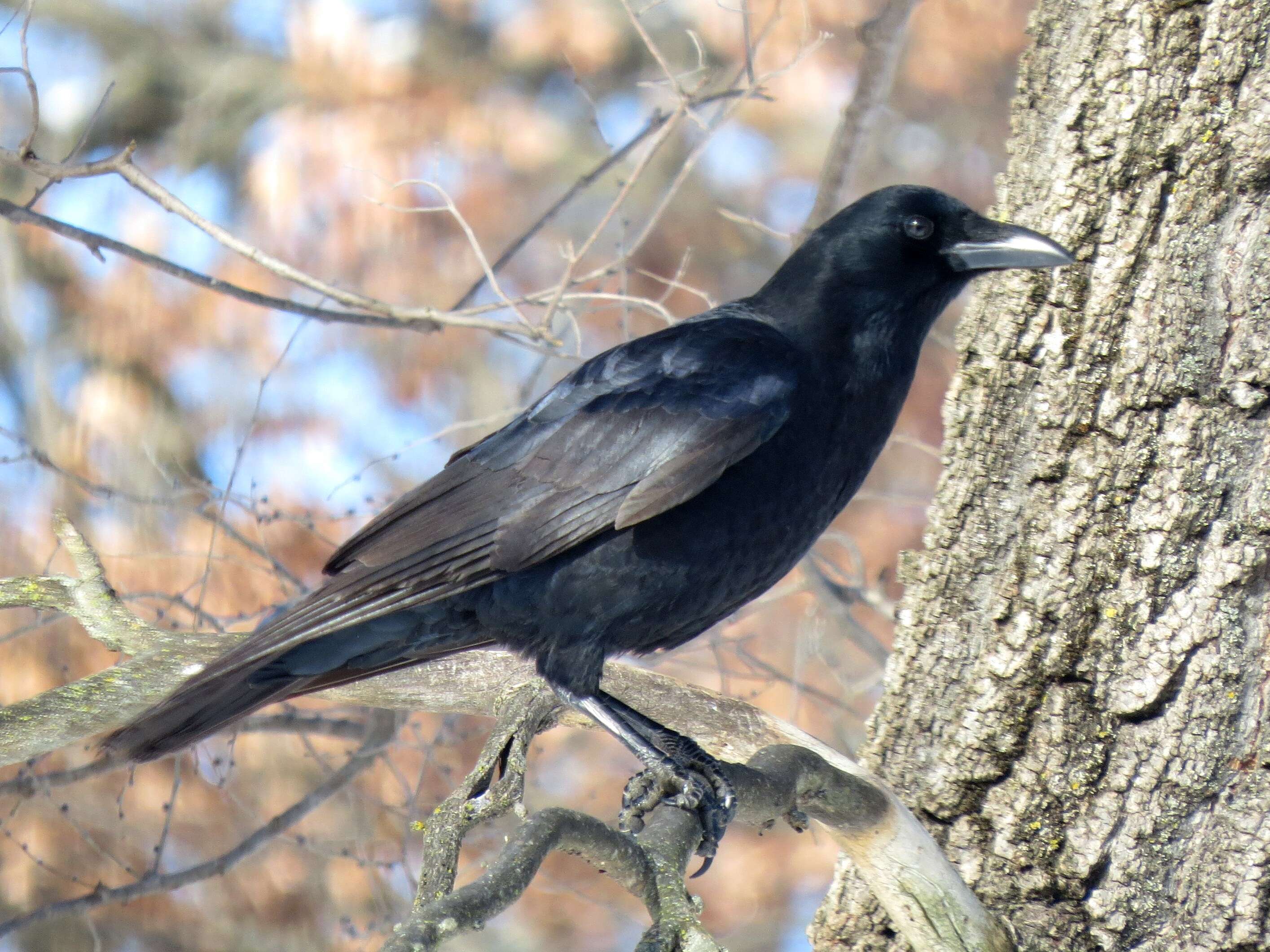 Image of Corvus Linnaeus 1758