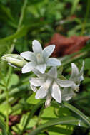 Image of Star-of-Bethlehem