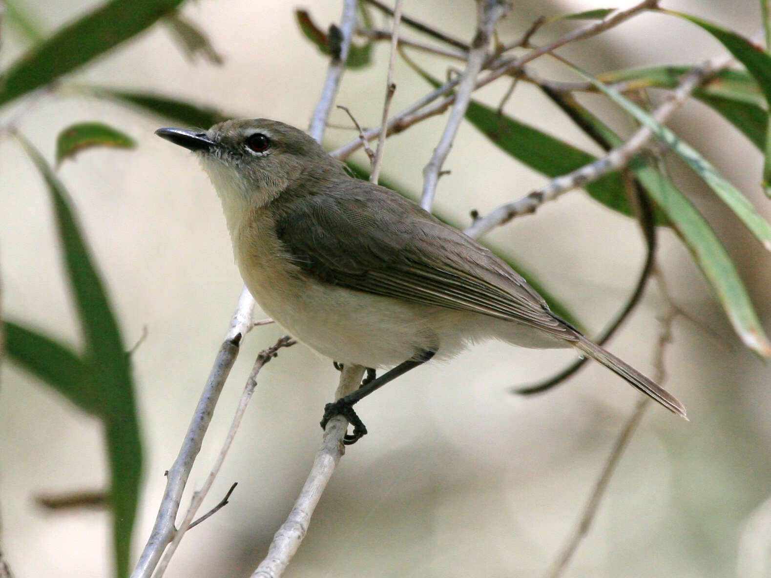 Imagem de Gerygone magnirostris Gould 1843