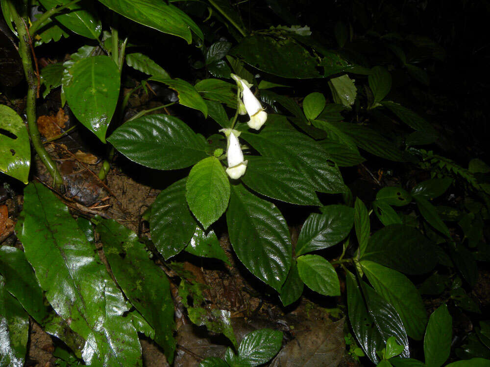 Imagem de Gasteranthus delphinioides (Seem.) Wiehler