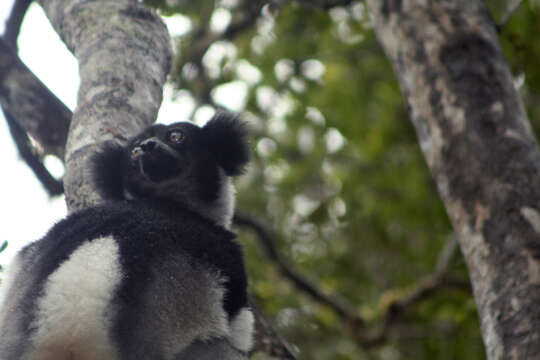 Image of indri