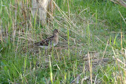 Image de Gallinago Brisson 1760