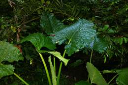 Imagem de Alocasia macrorrhizos (L.) G. Don