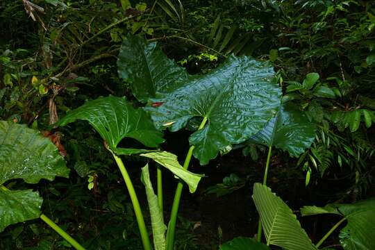 Image of giant taro