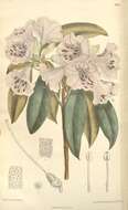 Image of Rhododendron rubiginosum Franch.