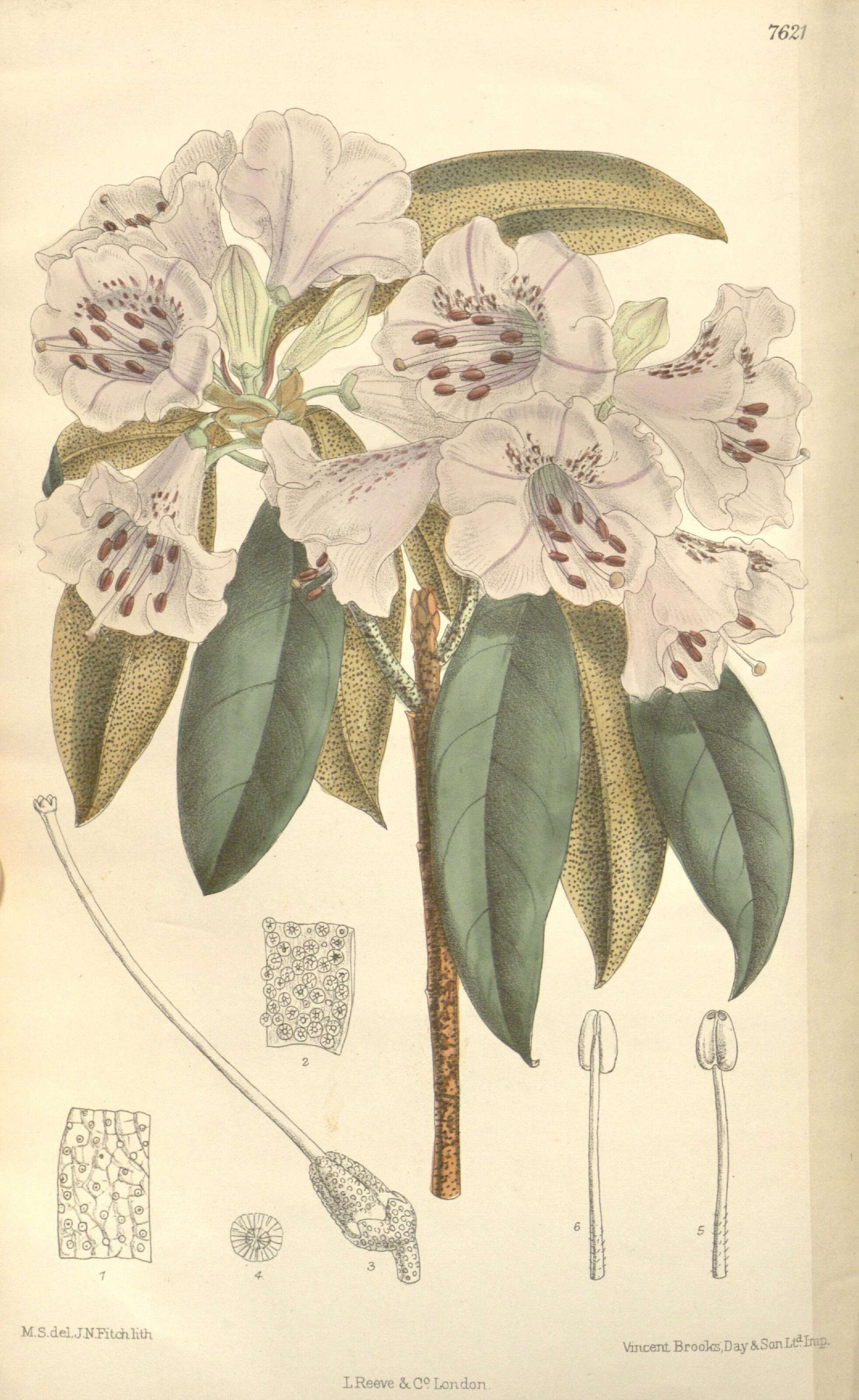 Image of Rhododendron rubiginosum Franch.