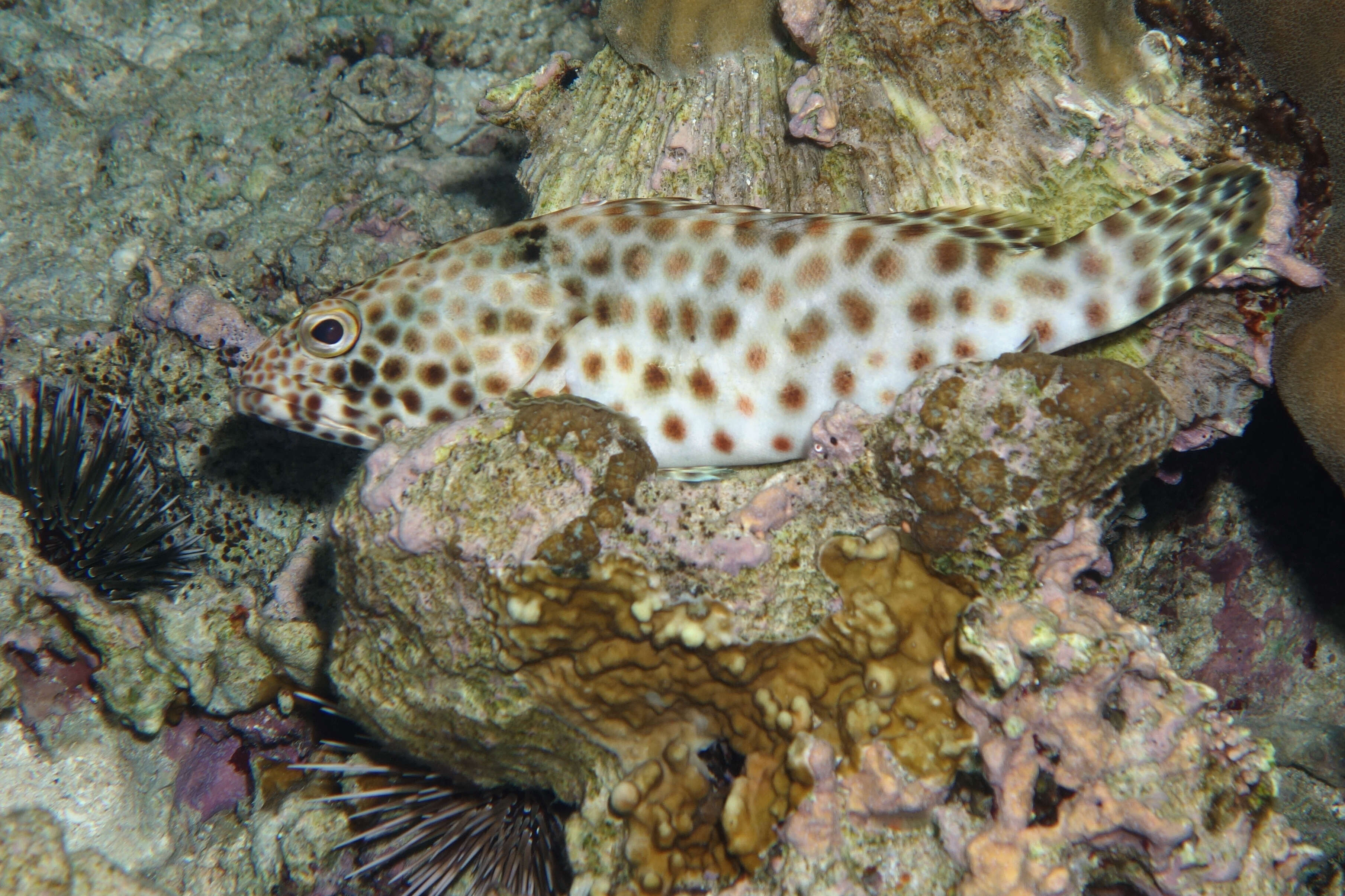 Image of Estuary Rock-cod