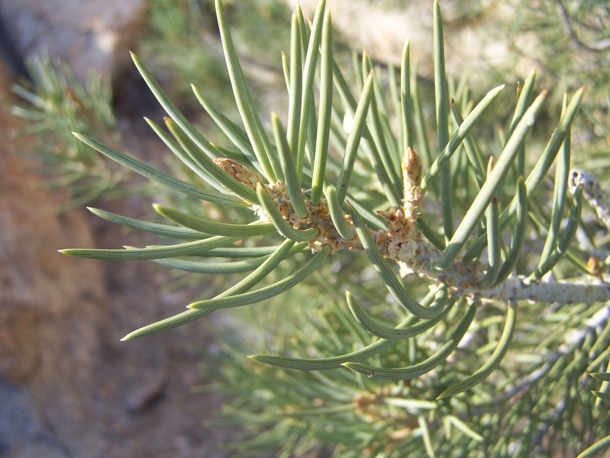 Image of singleleaf pinyon